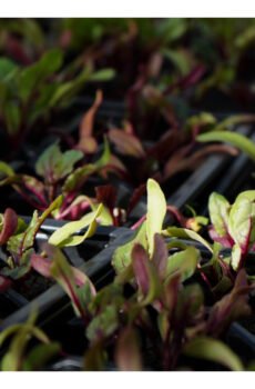 Seasonal Food Growing Pack: July
