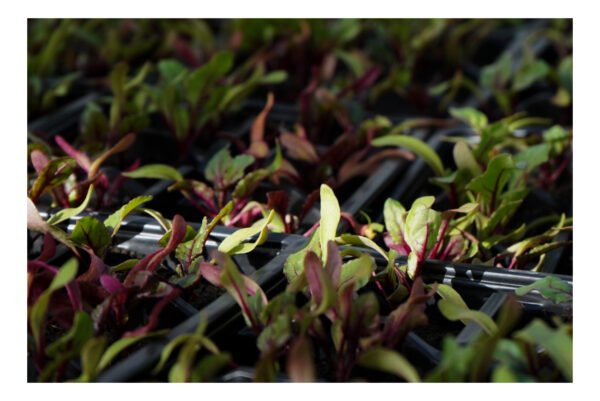 Seasonal Food Growing Pack: June - Image 2