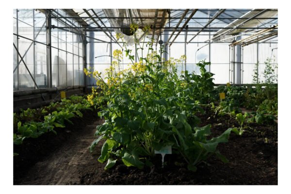 Seasonal Food Growing Pack: June - Image 4