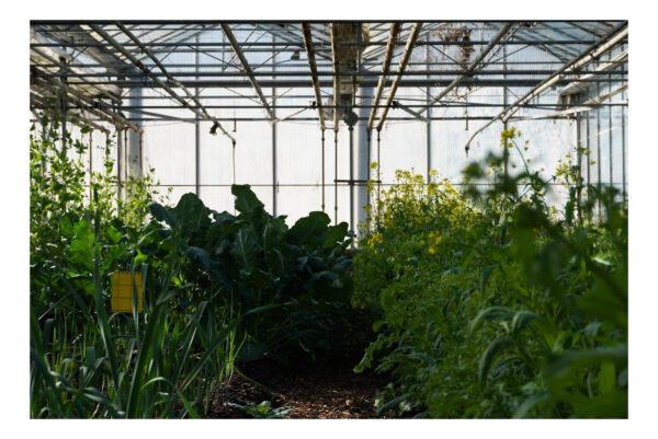 Seasonal Food Growing Pack: June - Image 3