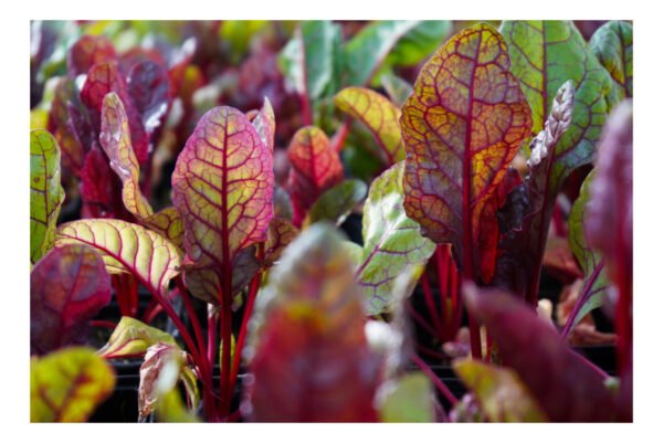 Seasonal Food Growing Pack: June
