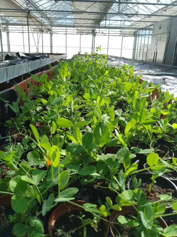 Seasonal Food Growing Pack: July - Image 4
