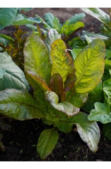 Seasonal Food Growing Pack: August
