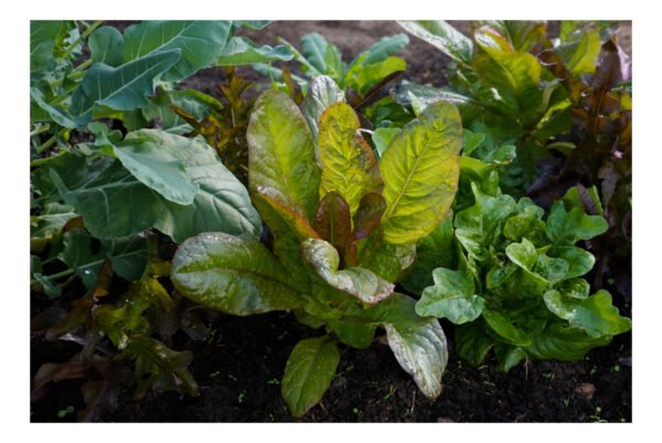 Seasonal Food Growing Pack: August