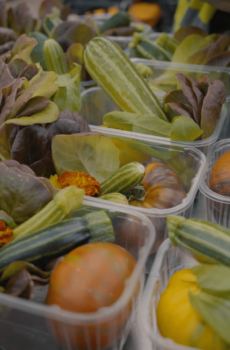 Seasonal Food Growing - Full Year Kit