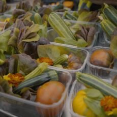 Seasonal Food Growing - Full Year Kit